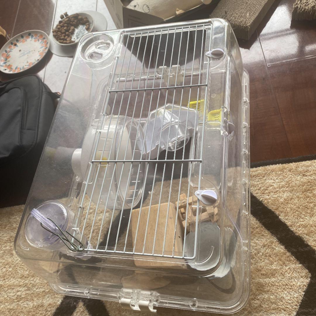 動物