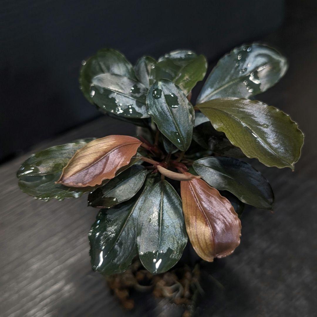 【TB便】Bucephalandra sp.\
