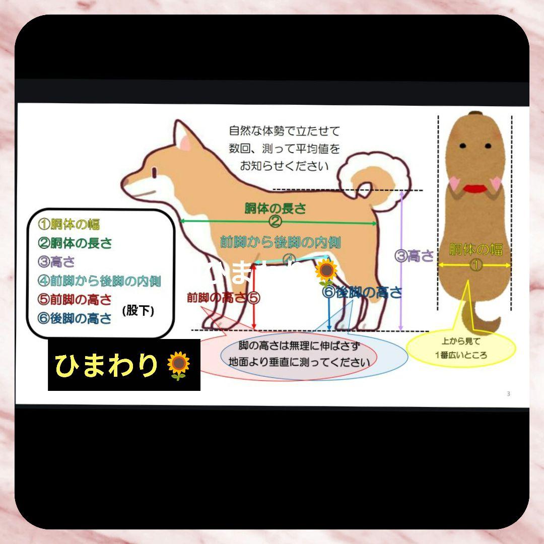 M.シュナウザー4輪　リハビリ　食事補助　犬用車椅子　体制維持　犬の歩行器