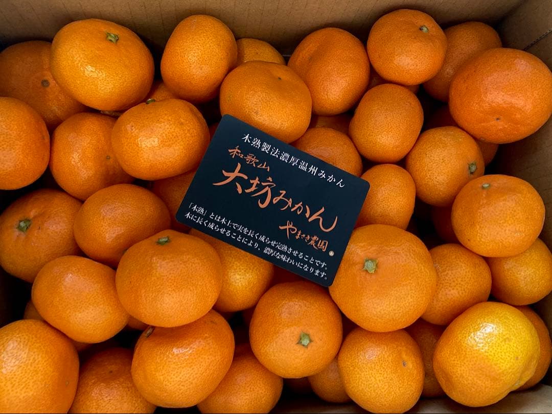 クロ! 温州みかん 樹熟大坊みかん 秀品(贈答品同様)Sサイズ10kg