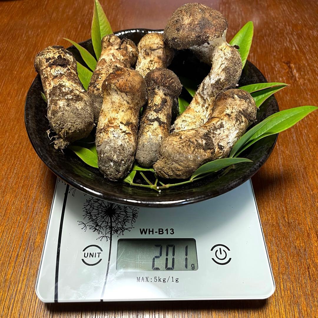 【ゆうすけ】南信州産　天然松茸　10/13 午後採れ