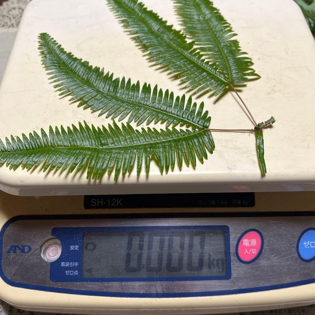 【専用です】[大阪泉州産]天然松茸　採れたて松茸　良品1本155g 国産