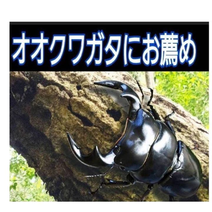 極上！ヒマラヤひらたけ菌糸瓶1500ml【6本】トレハロース、キトサン強化配合！