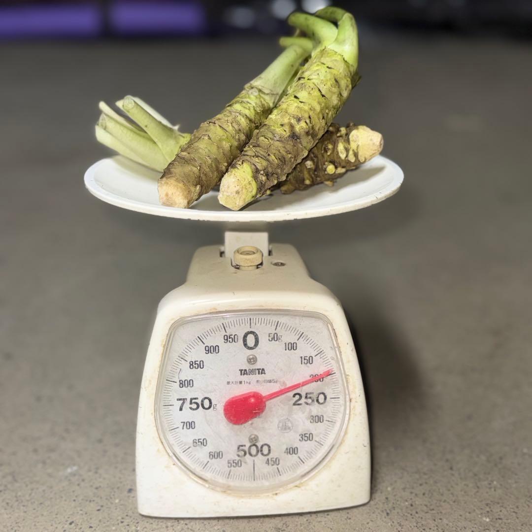 無農薬　安曇野産わさび中サイズ　1kg