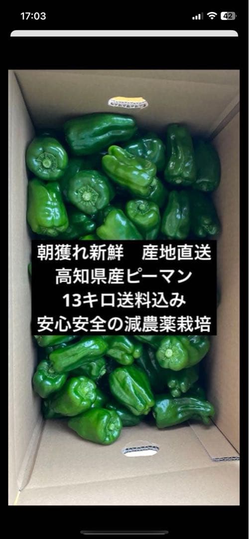朝どれ新鮮✨産地直送✨高知県産ピーマン13キロ送料込み！安心安全の減農薬栽培