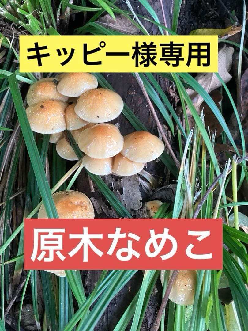原木なめこ10kg