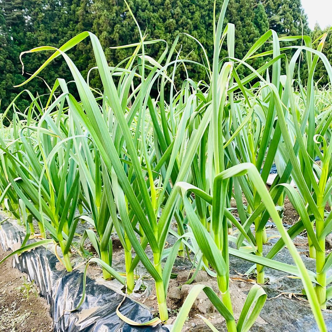 タネにおすすめ　青森県産 にんにく 3kg 2Lサイズ　福地ホワイト六片