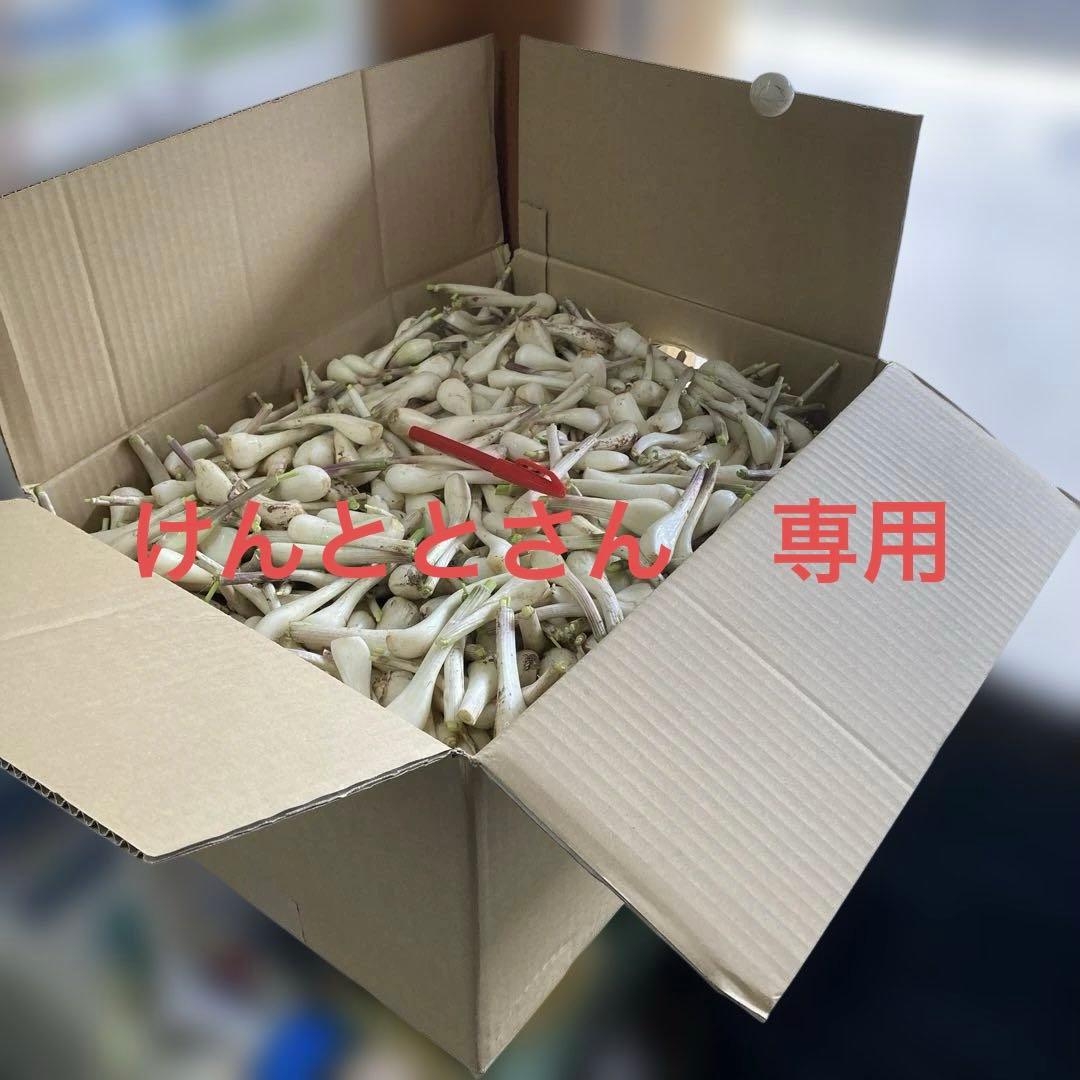 種子島産　らっきょう　20キロ