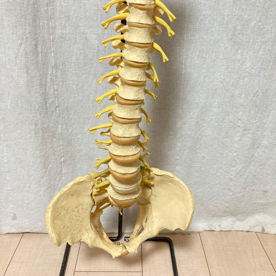 TomoP様　脊柱骨格模型　人体　接骨院カイロプラクティック　スタンド付き