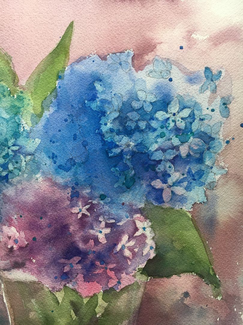 透明水彩原画紫陽花