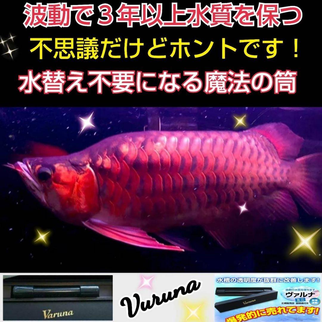 アロワナ飼育者絶賛！水槽の透明度抜群に！ヴァルナミニ　有害物質、病原菌も強力抑制