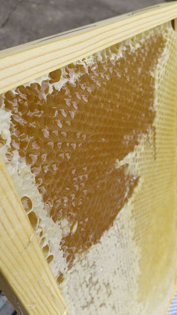 はちみつ 2kg 国産 天然 純粋 生蜂蜜 2025年6月新蜜 【養蜂家直送】