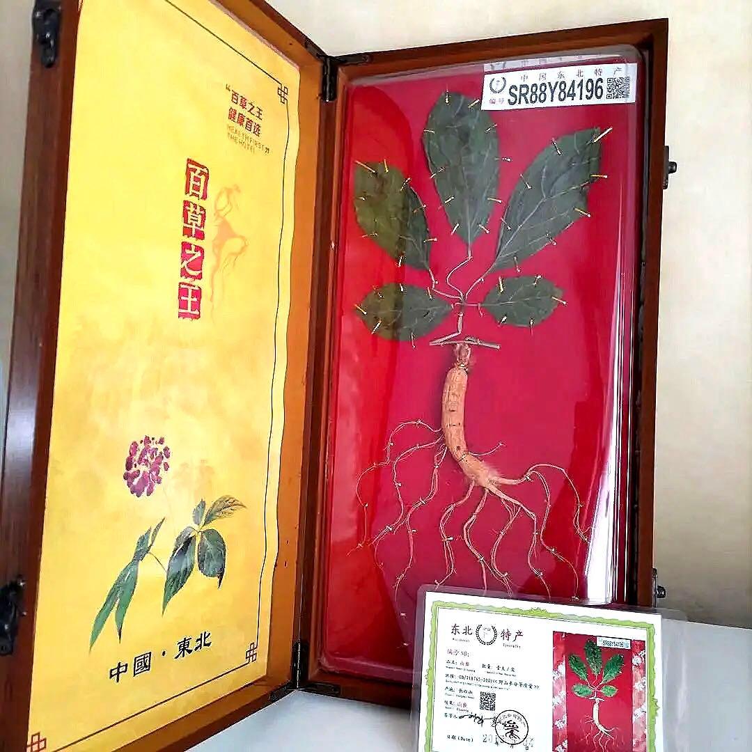 【希少】高麗人参　中国土産　鑑定書付き　朝鮮人参　山参