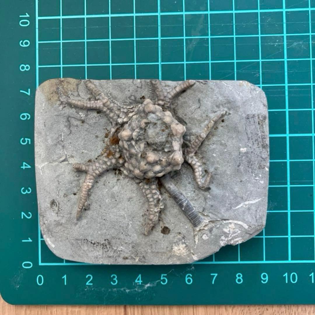 ウミユリ化石