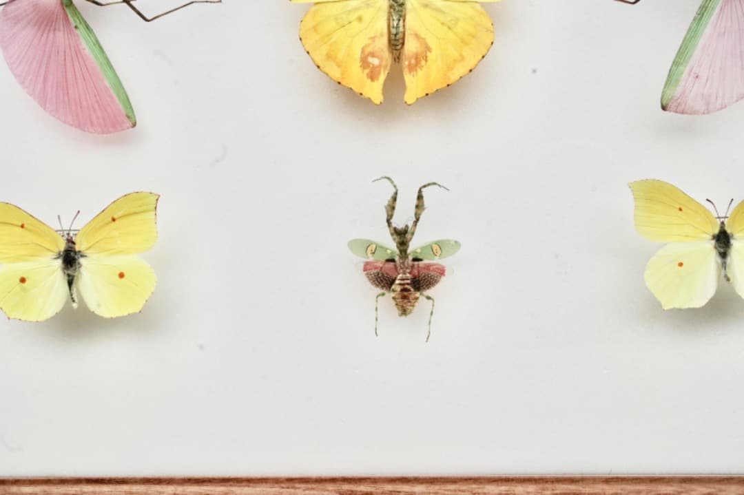 蝶と昆虫の標本