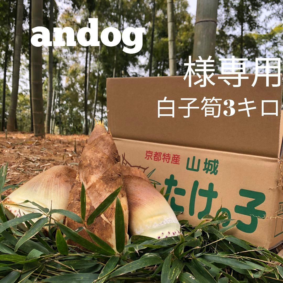 andog 白子筍 3キロ