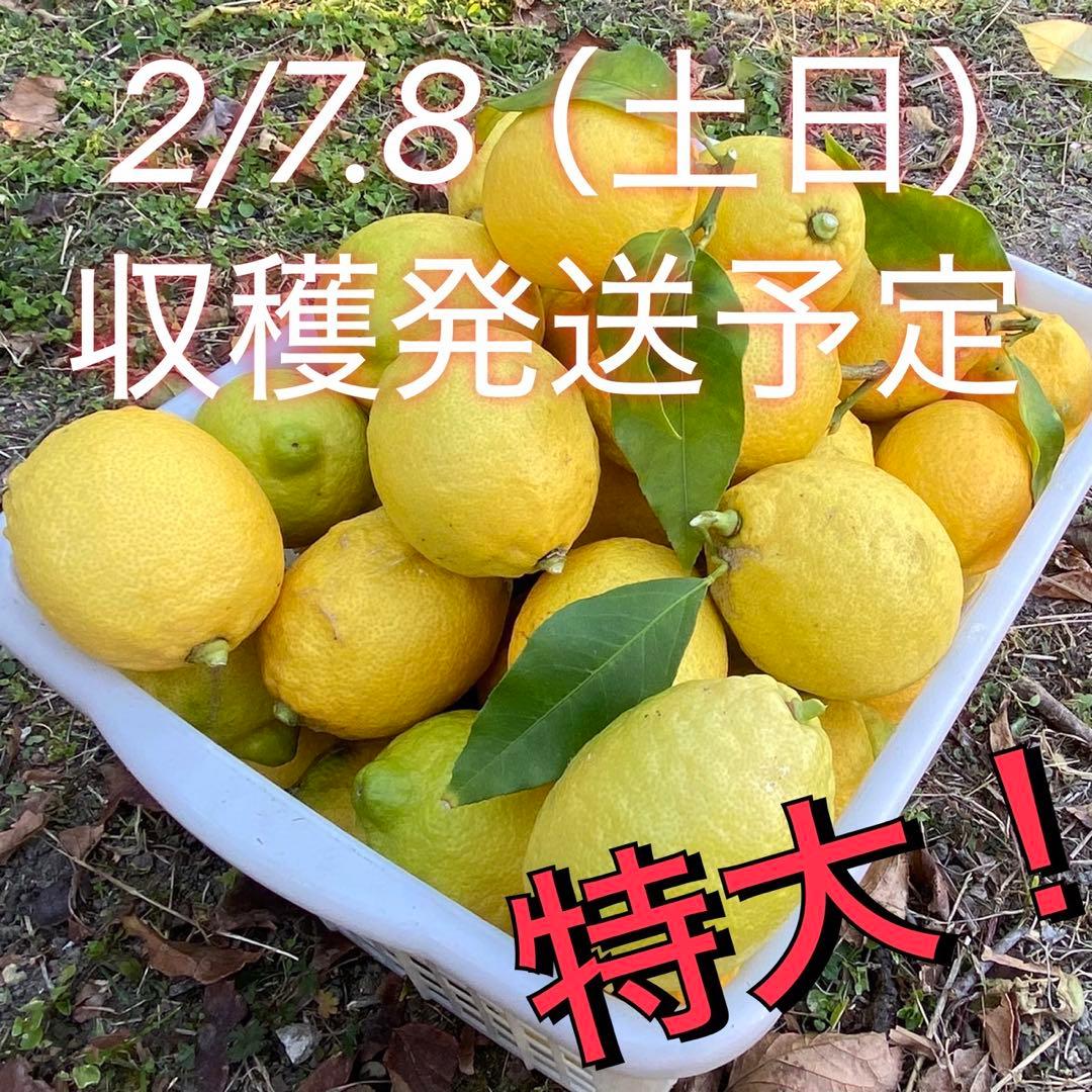 【特大】もぎたて　農薬不使用レモン　2/7.8（土日）収穫発送予定 有機肥料
