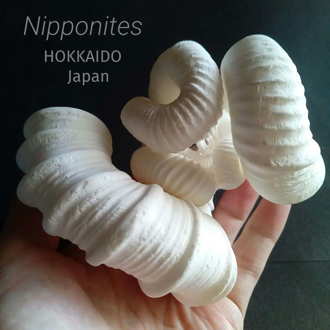 異常巻きアンモナイト　ニッポニテス　３Ｄモデル