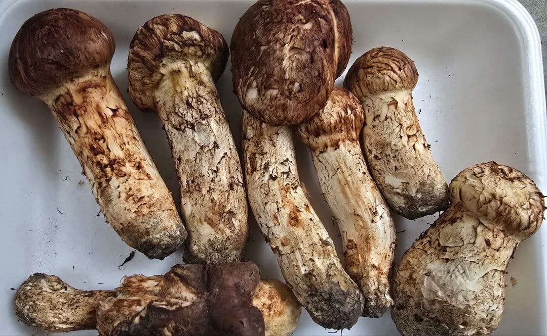 松茸 　302g　＋おまけ（写真7）49.8g　岩手県産