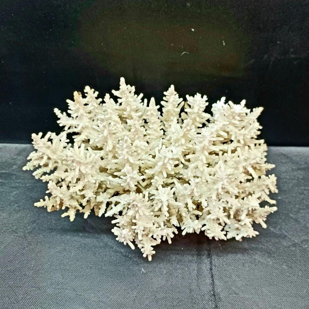 飾り 珊瑚 サンゴ礁 置物 白 海水魚 水槽 レイアウト