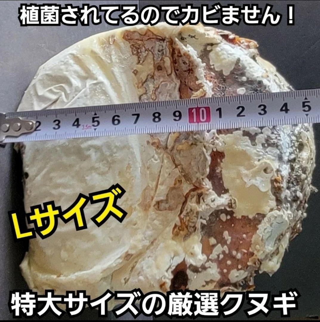 6本セット！クワガタの産卵木はコレが最強！　カワラ植菌材【特大Lサイズ】