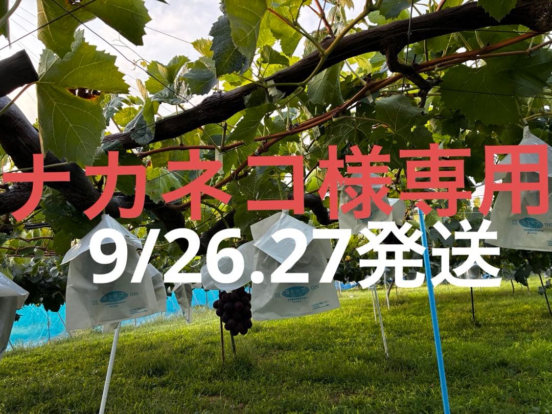 ★ナカネコ★シャイン3房ルージュ3房