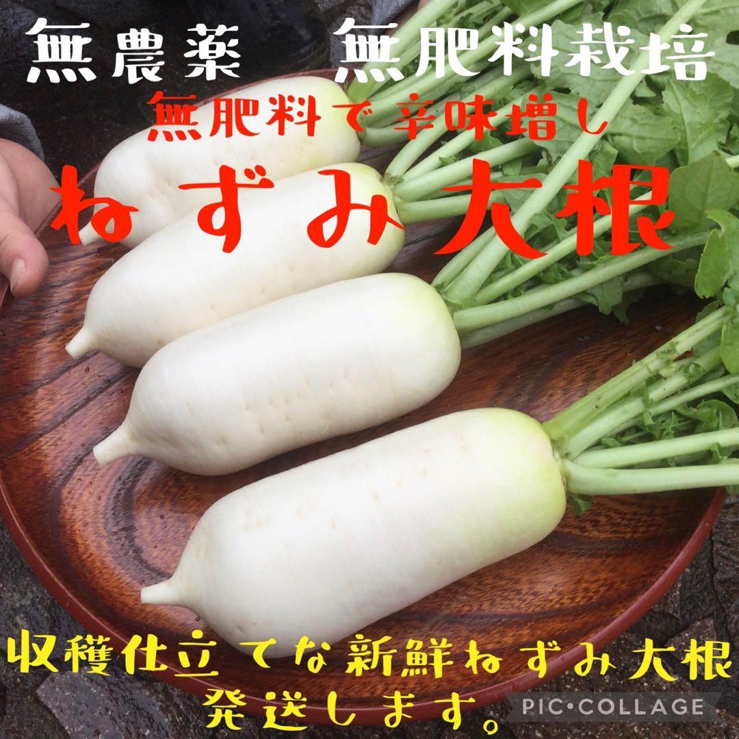 新春特価　立垣為良　岡山県産　農薬不使用　無肥料　ねずみ大根50本辛味大根