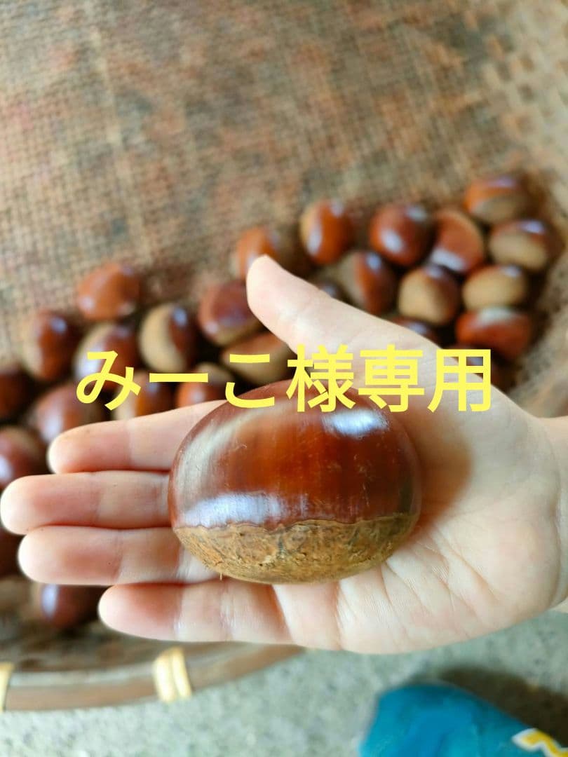 栗