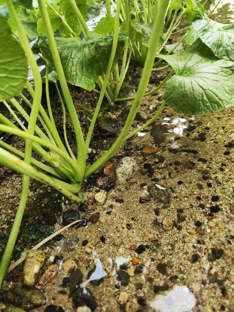 ご注文後に収穫！生わさび 1kg 安曇野産 生わさび わさび 茎付きわさび