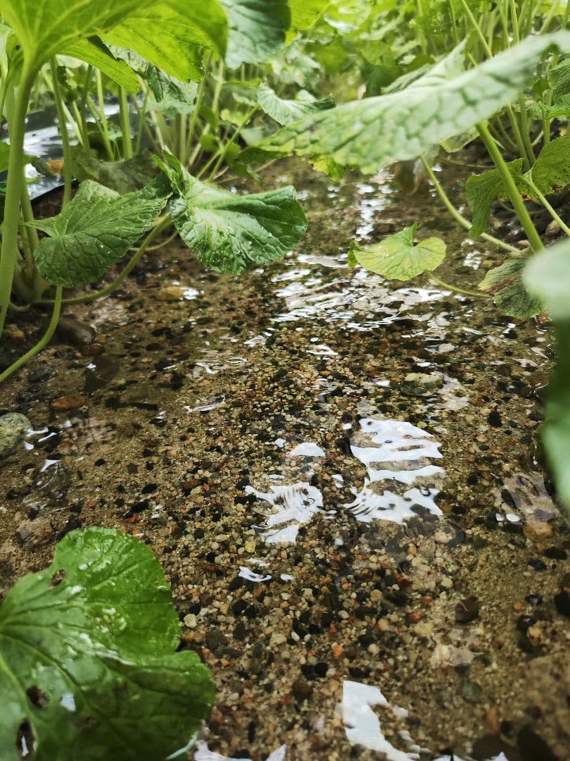 ご注文後に収穫！生わさび 1kg 安曇野産 生わさび わさび 茎付きわさび