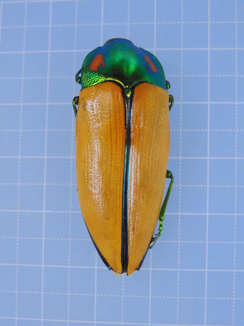 標本 Australia Calodema regale 42mm