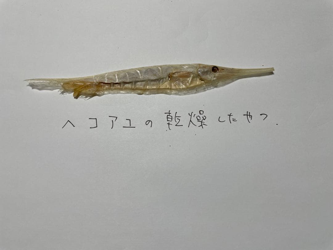 ヘコアユの乾燥したやつ（化石？）