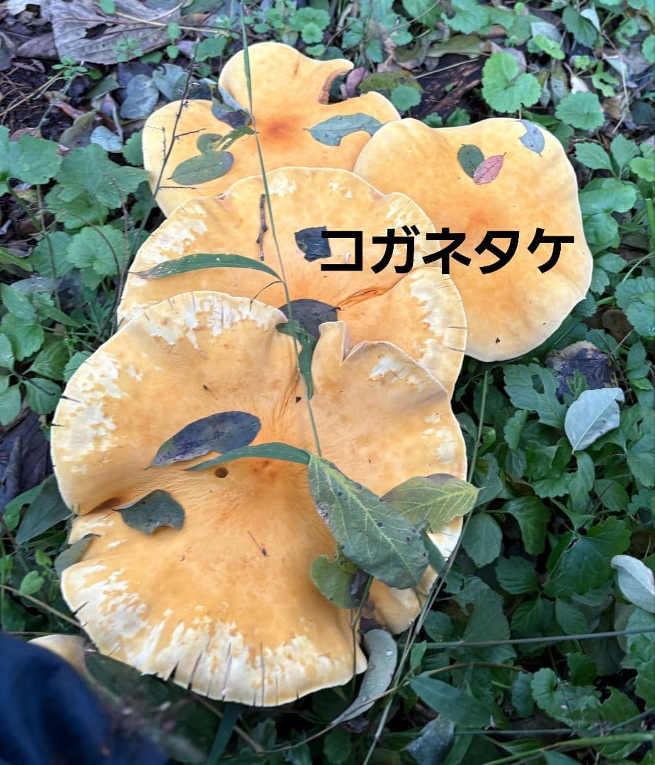トマト様おまとめ専用です^^