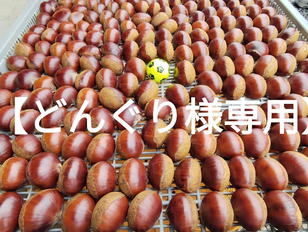 【どんぐり（10/2）】栗　茨城県産　朝収穫　厳選　7kg