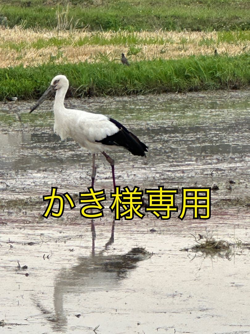 かき