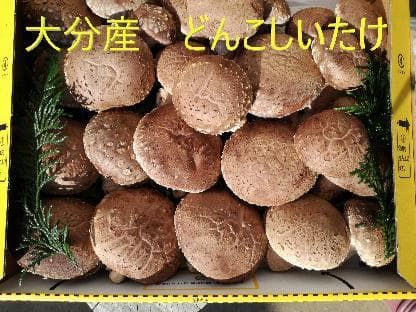 ぼたん夫人さまご予約専用 大分県特産 生どんこ椎茸「秋子」