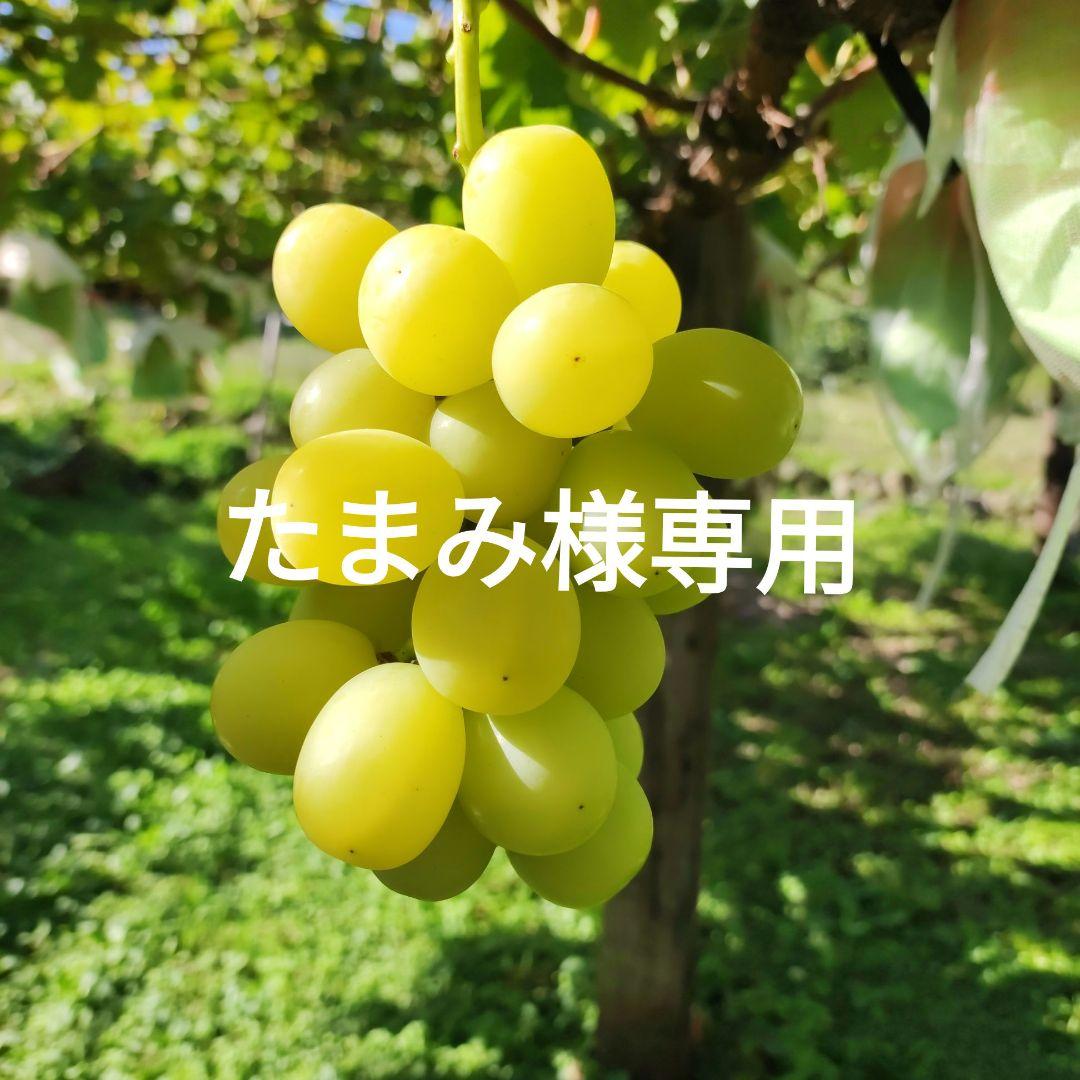 たまみ