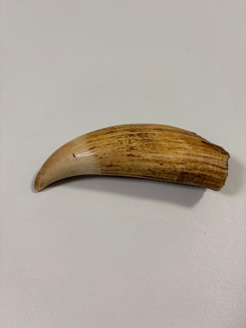 【⭐️希少⭐️】鯨の歯 マッコウクジラ 重量約259.5g