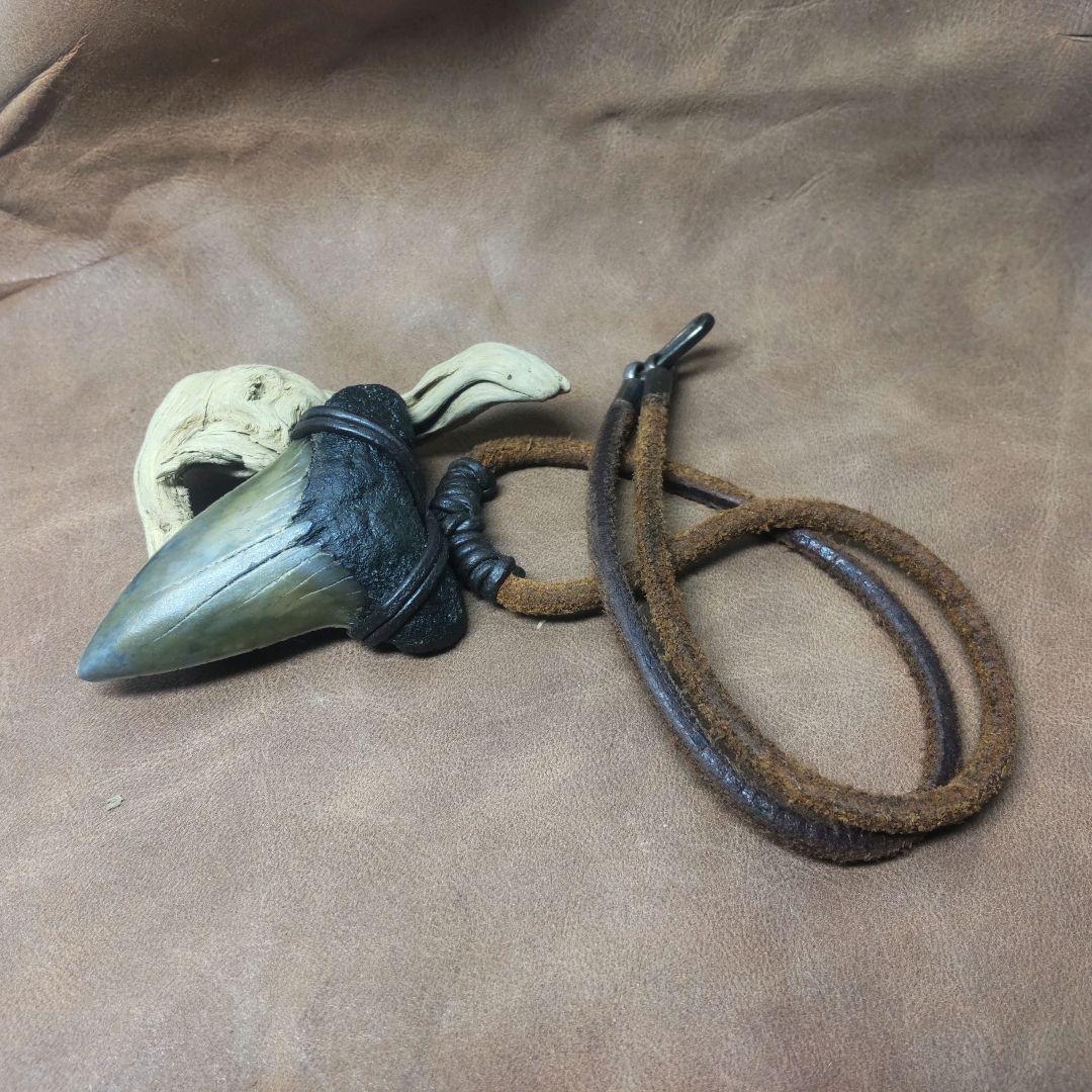 ③Isurs hastalis 化石　鮫の歯　メガロドン　三葉虫　希少