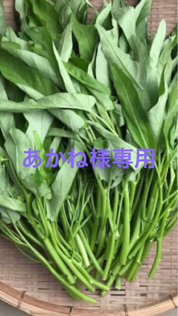 空芯菜５キロ