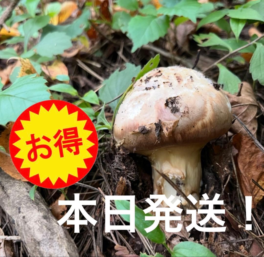 【今期最終‼︎ 希少品‼︎ 訳あり特価‼︎ 傘大量420g】 松茸◆クール便発送◆