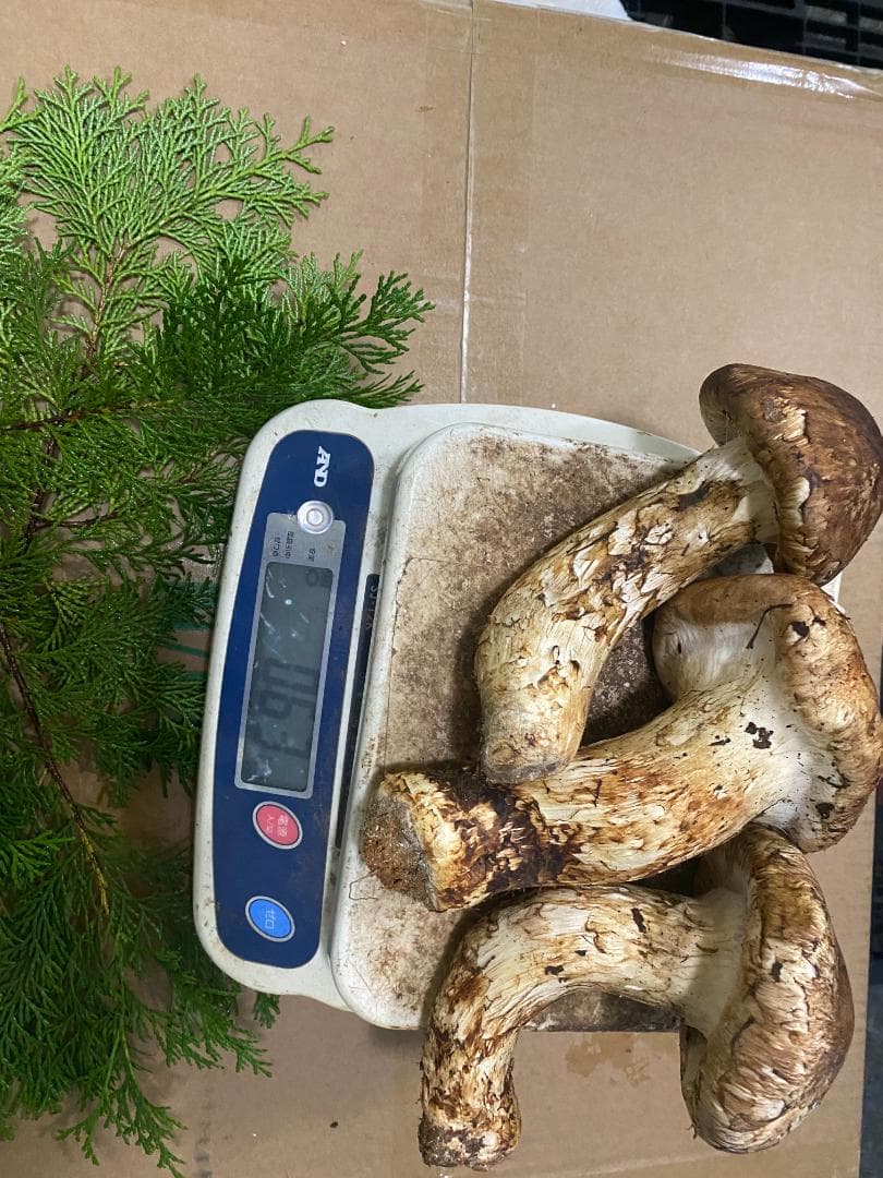 中蕾 マツタケ 630ｇ