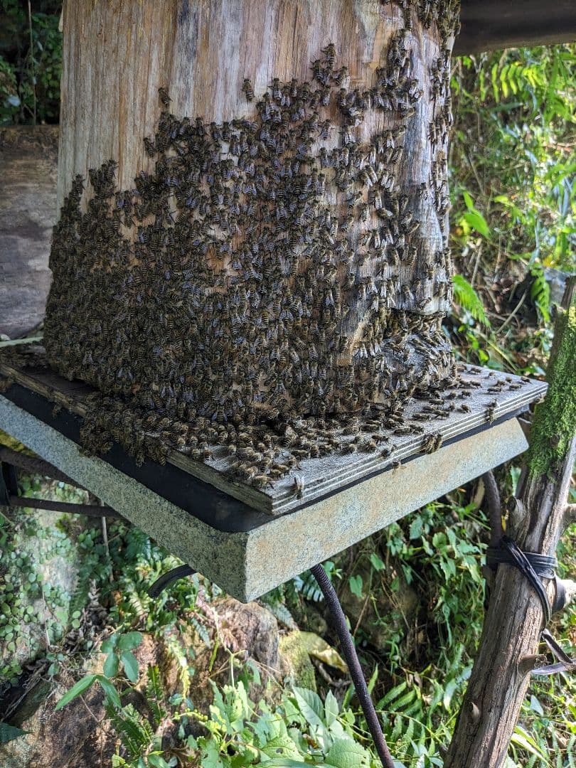 日本ミツバチ 蜂蜜 令和7年 採れたて 600g×2本　味比べ たれ蜜 非加熱