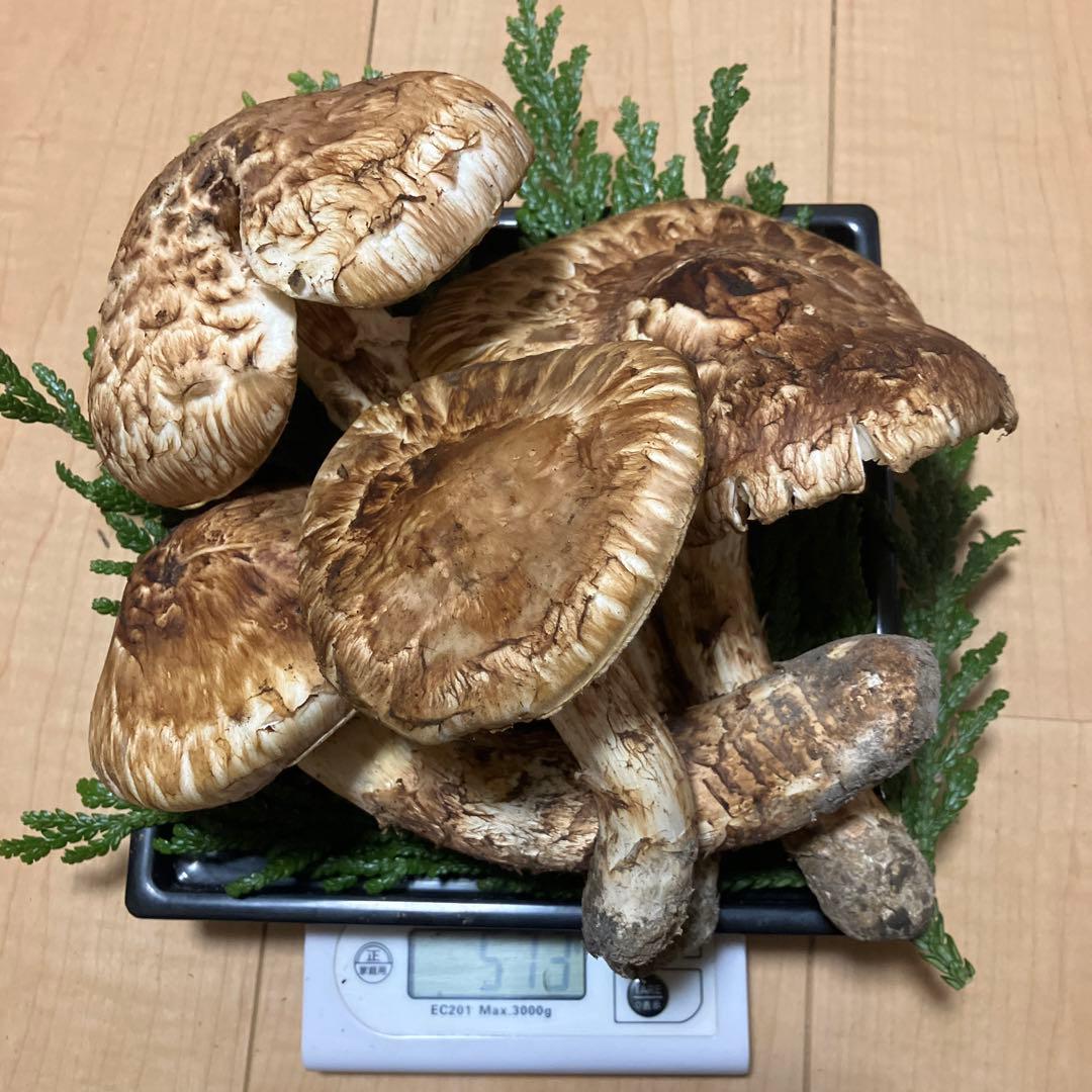 北海道産❗️天然松茸❗️570g‼️