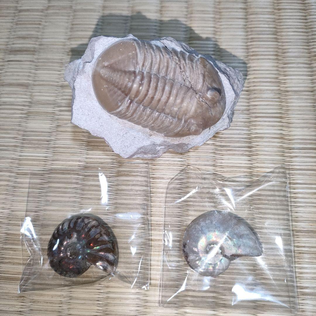 三葉虫の化石