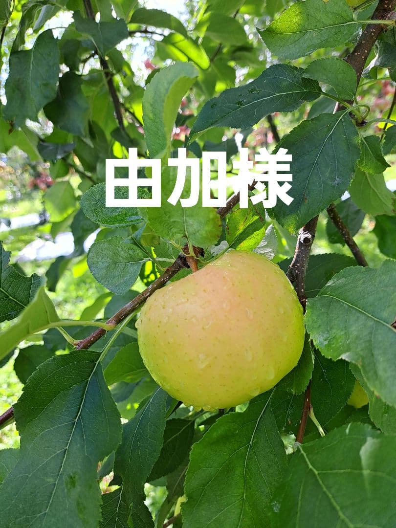 由加です