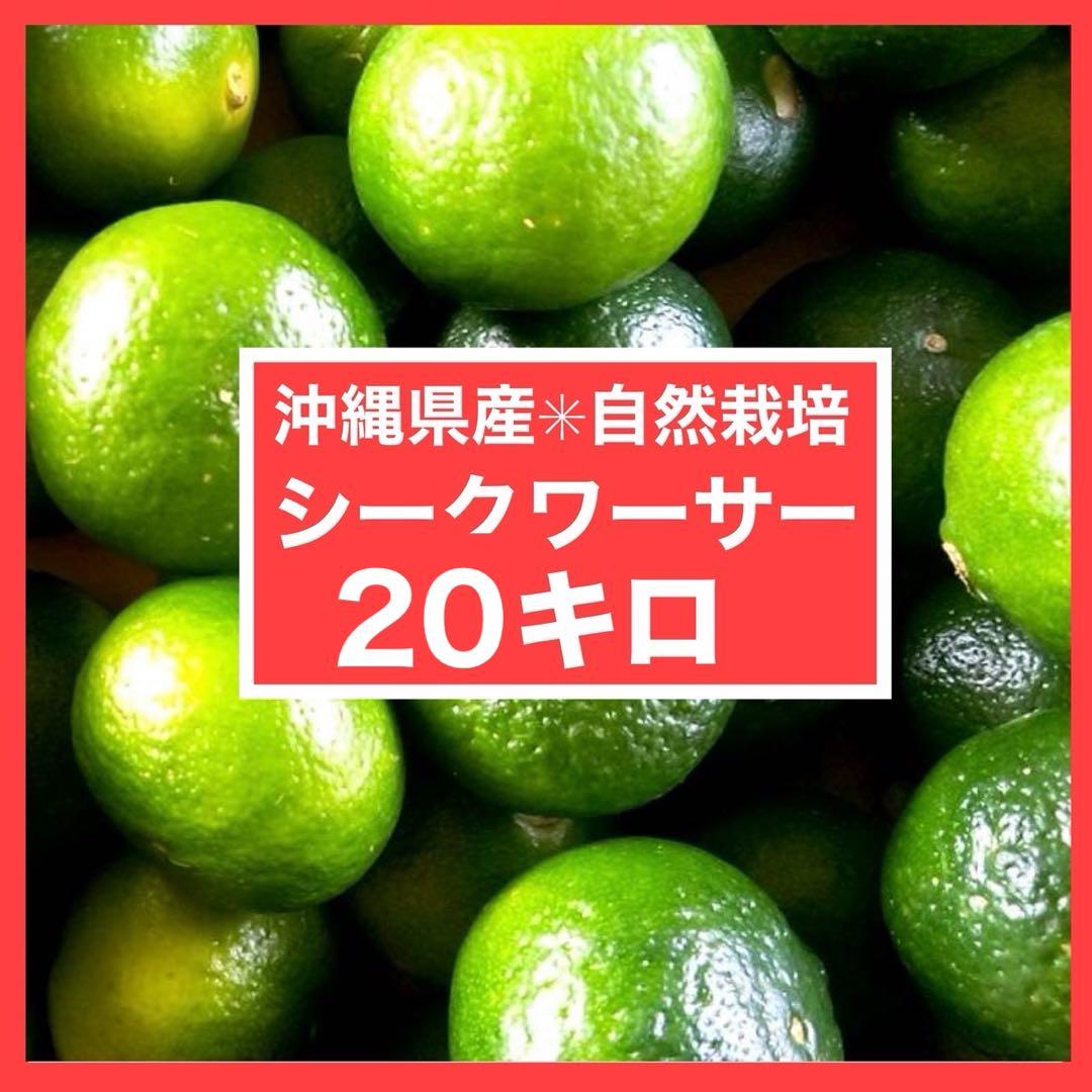 【セール】沖縄県産　シークワーサー　自然栽培　20キロ　シークヮーサー
