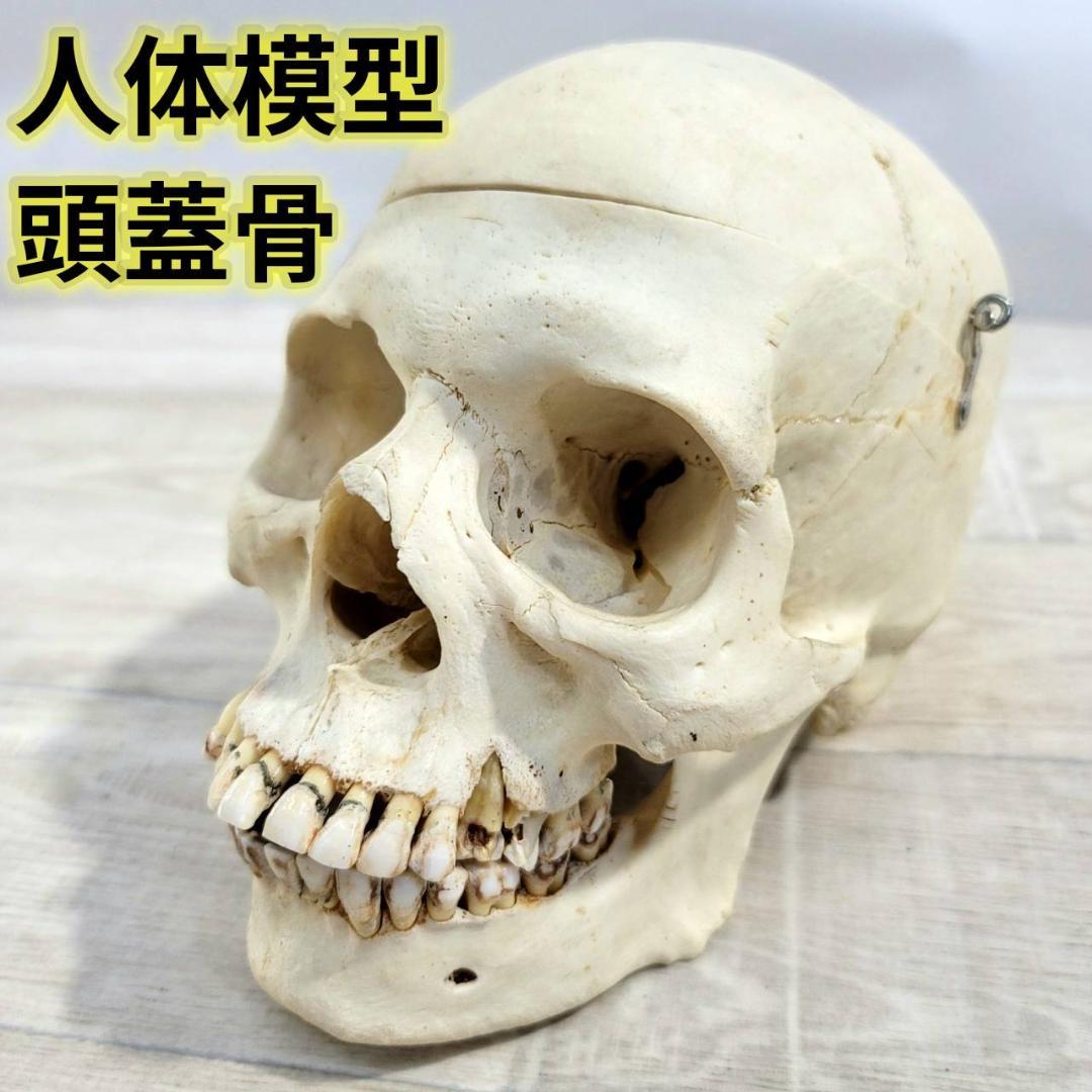 頭蓋骨 頭骨 骨格標本 人体模型 医療 医学 人類学 民俗学 アンティーク 呪物