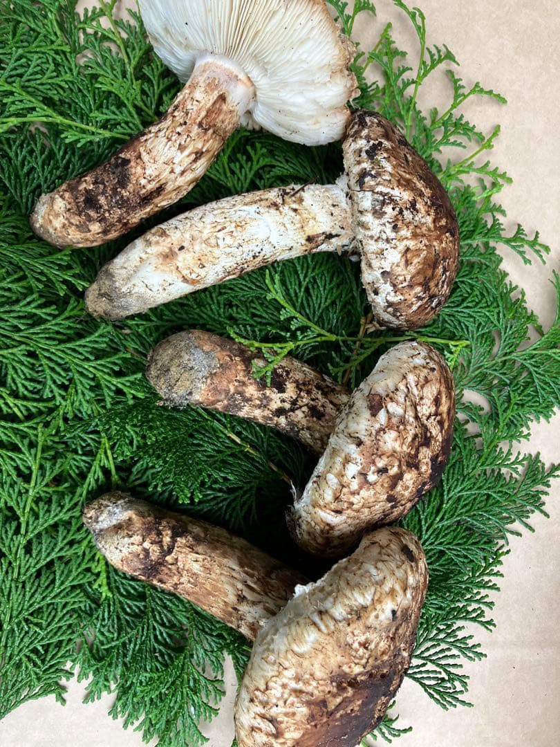 松茸　和歌山県冨貴産　松茸　約400g