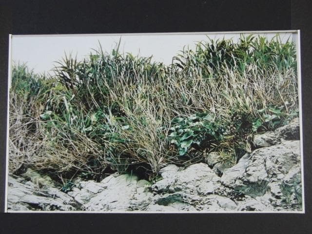 鴫剛、【GRASSY PLACE / SEASIDE】、希少画集・額装画